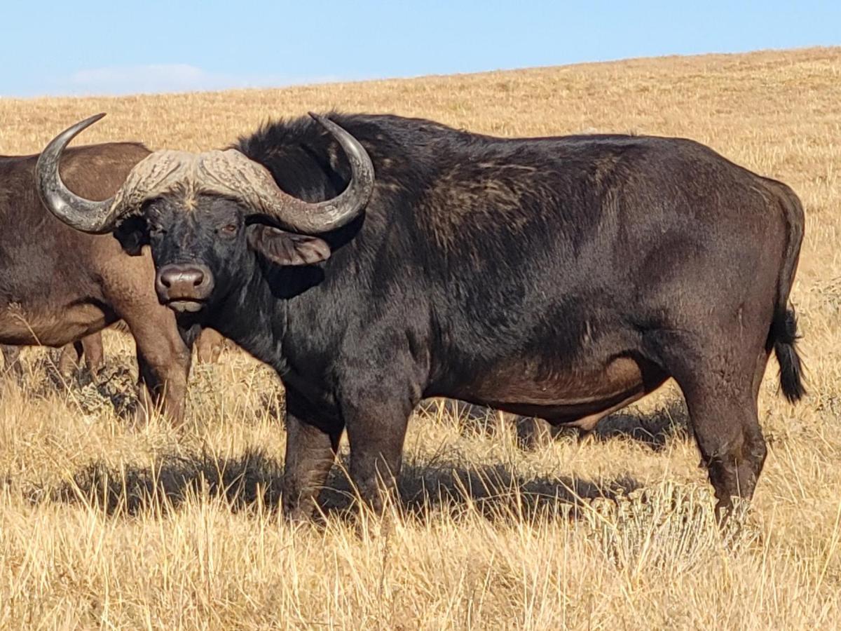 Buffalo Hills Private Game Reserve Harrismith Eksteriør billede