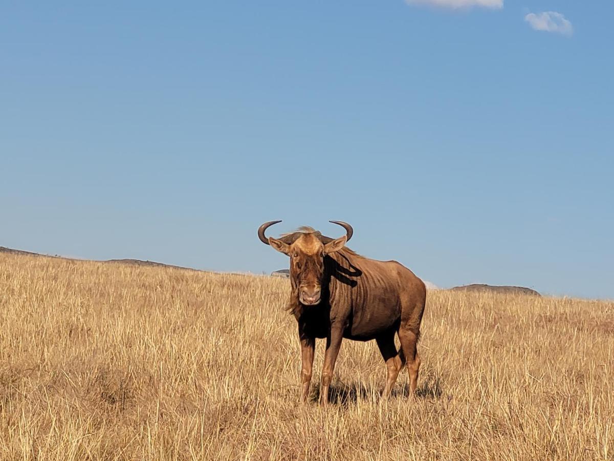 Buffalo Hills Private Game Reserve Harrismith Eksteriør billede