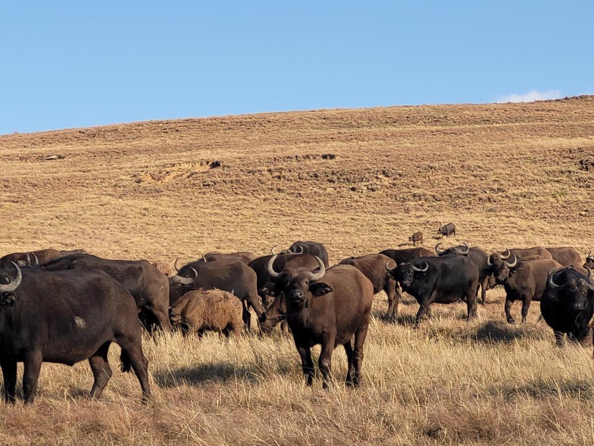Buffalo Hills Private Game Reserve Harrismith Eksteriør billede